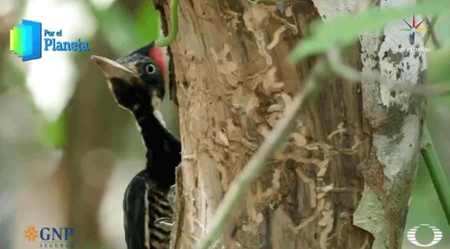 Pájaro carpintero de Costa Rica Por el Planeta