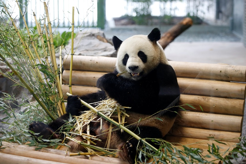 Ceremonia de bienvenida a osos panda en el Zoo de Berlín, Alemania (Reuters)