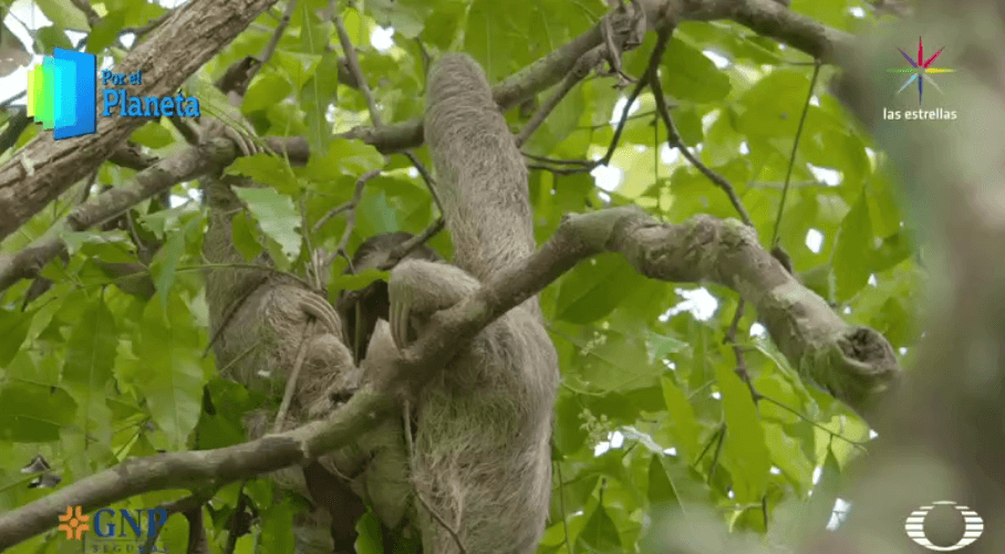 Perezoso del Parque Nacional Corcovado de Costa Rica 