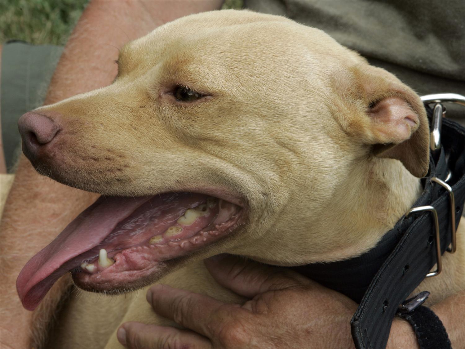 Un perro Pitbull con el hocico abierto es abrazado