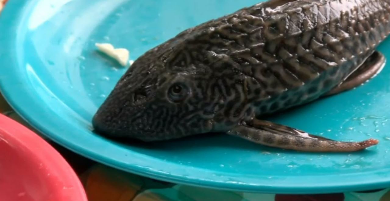 Plaga del pez diablo afecta a pescadores en Tamaulipas