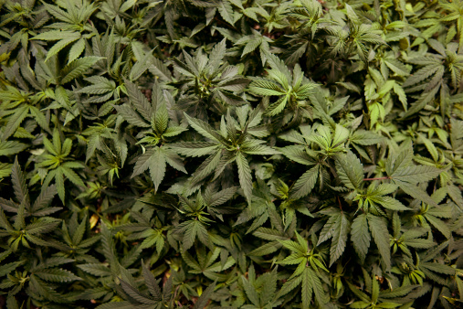 Plantacion de marihuana licita es exhibida