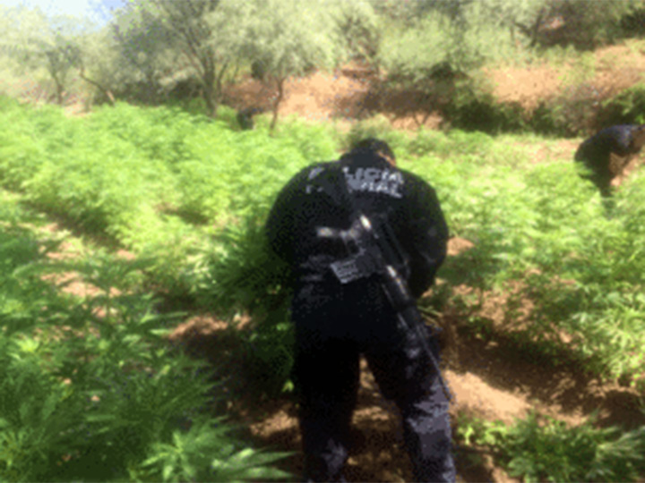 Plantio de Marihuana, Plantio, Sembradio, Narcotrafico, Polica Federal, Seguridad