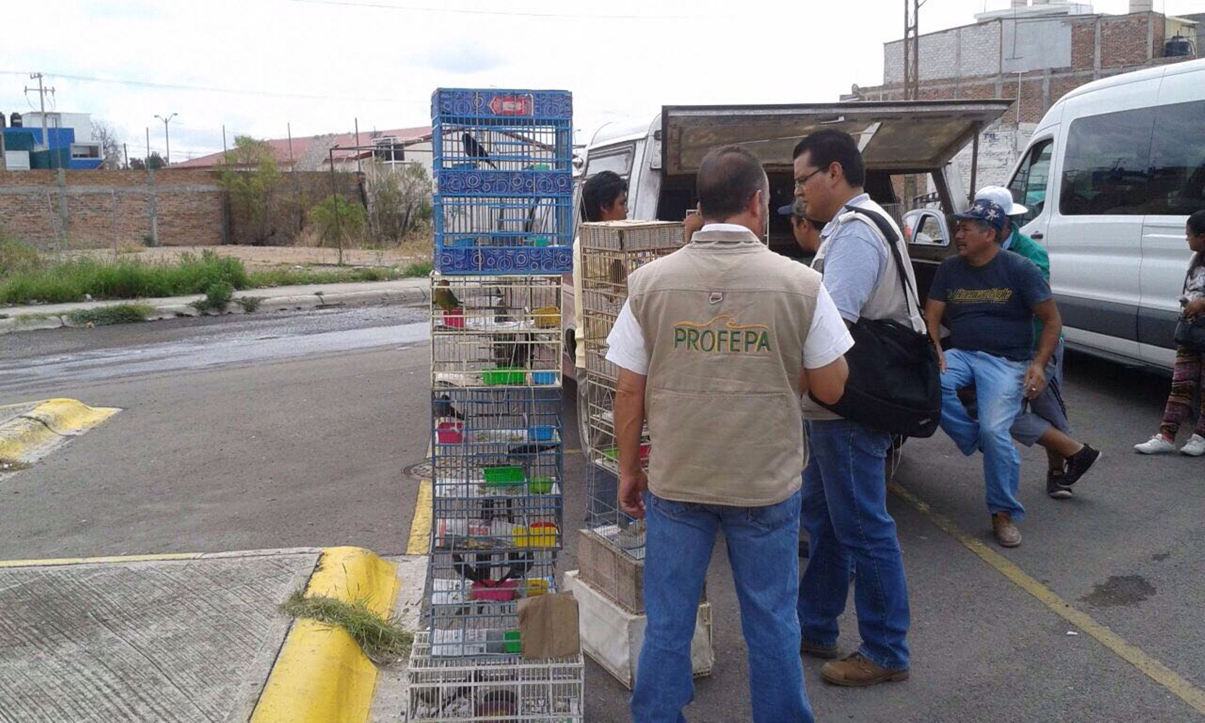Profepa asegura 168 ejemplares de aves silvestres en Celaya, Guanajuato