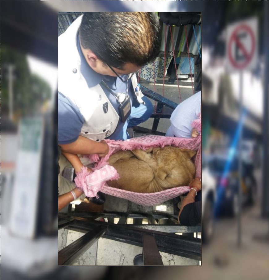 SSP-CDMX, Profepa, rescatan a un león cachorro, Merced Balbuena