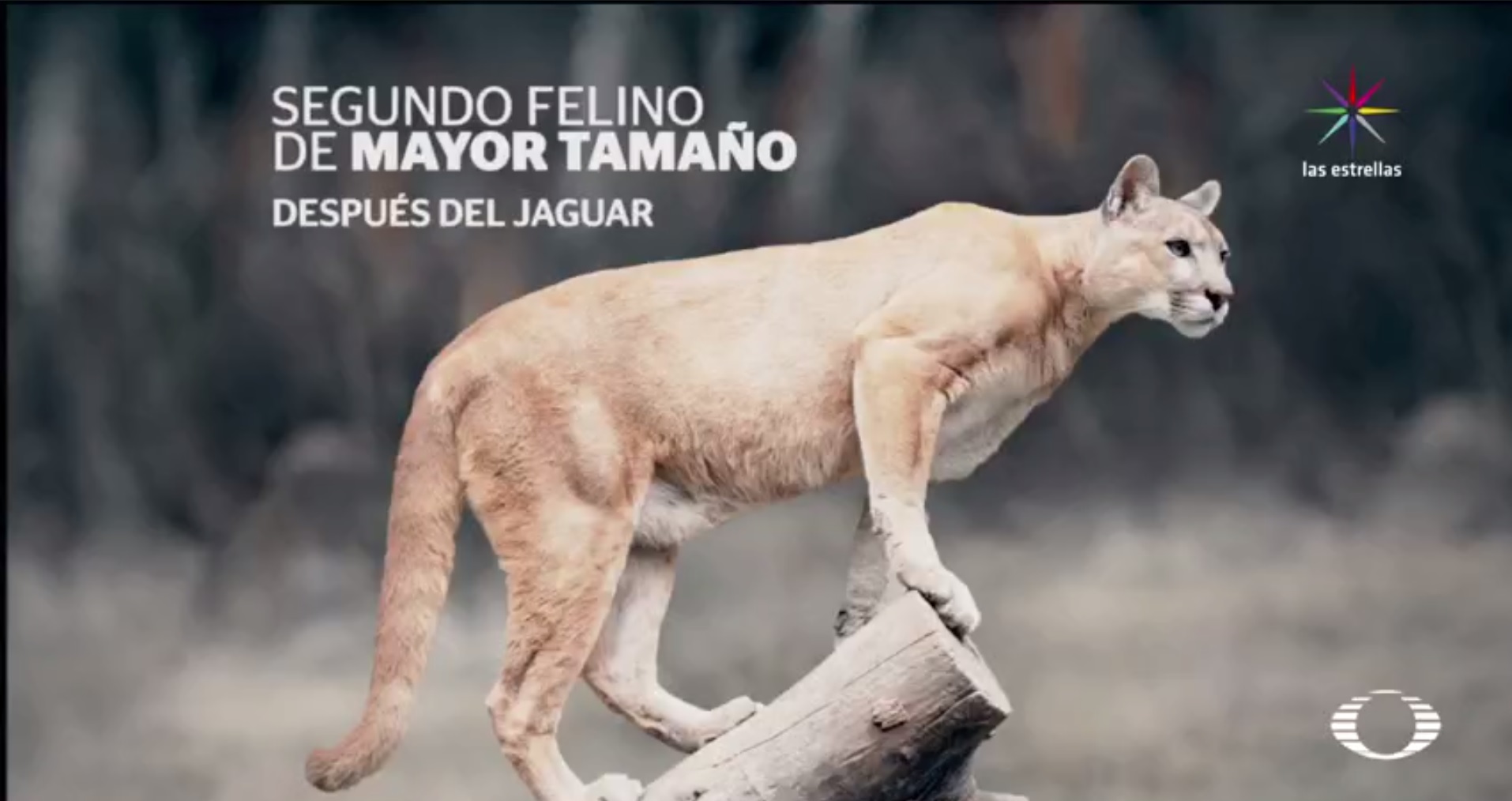 Puma, ataca animales, granja, perro feral, Sierra de Actopan, Hidalgo