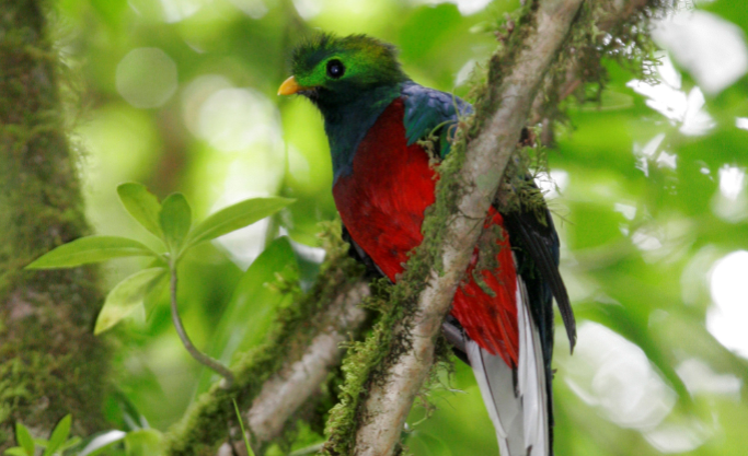 Quetzal en un árbol del bosque de Costa Rica