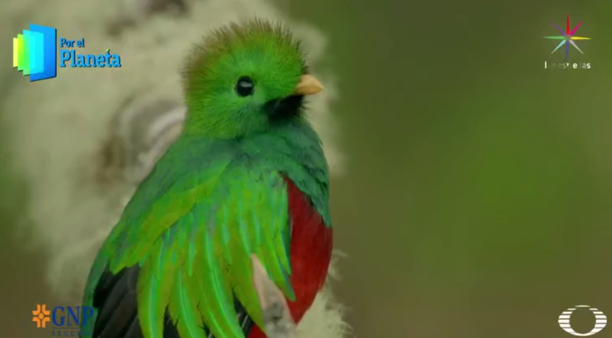 Quetzal macho avistado en Costa Rica 