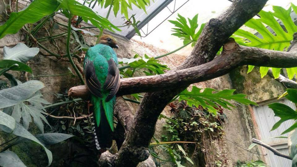 Quetzal Zoologico Tuxtla Chiapas Medio Ambiente Noticias