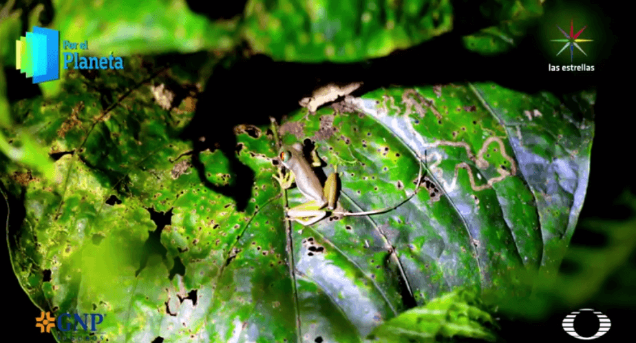 Rana de arroyo de Costa Rica 