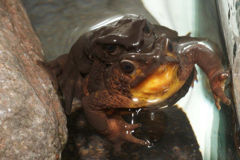 La especie jambato negro, Atelopus ignescens, es una rana nativa de Ecuador (Foto: Centro Jambatu)
