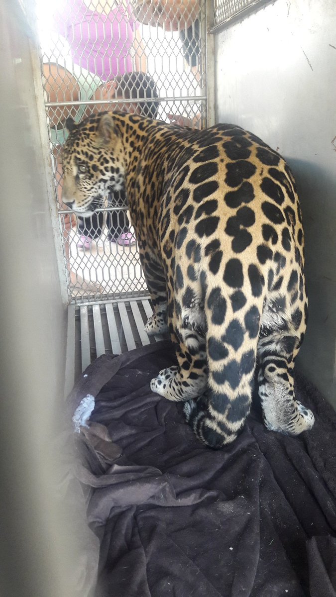 Rescatan a jaguar en San Luis Potosí