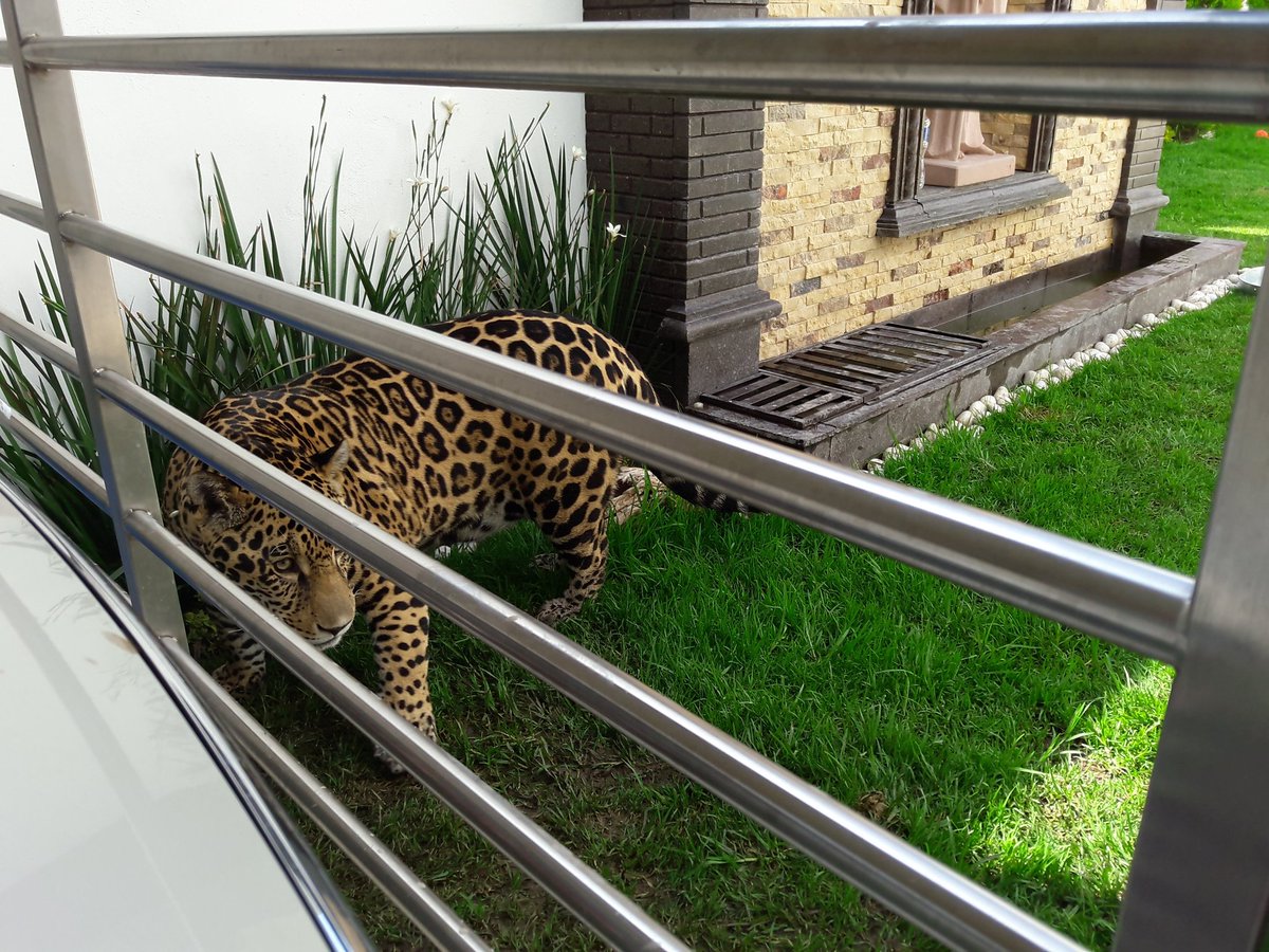 Rescatan a jaguar en San Luis Potosí