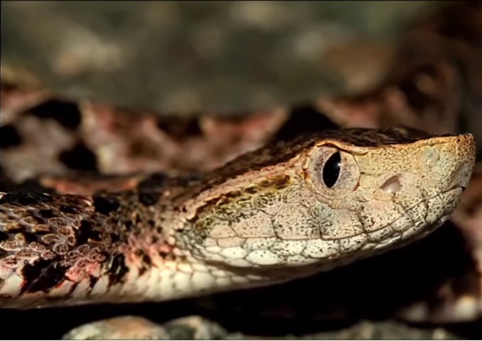 Chiapaneco tojolabal sobrevive a mordedura de serpiente nauyaca