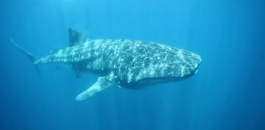Ejemplar de tiburón ballena en el Mar de Cortés (Noticieros Televisa)