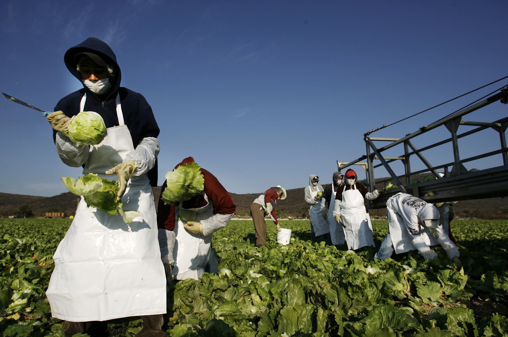Trabajadores de línea empacan lechugas en una planta de Guanajuato