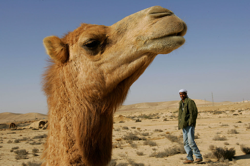 Bala perdida mata a un camello en Estados Unidos