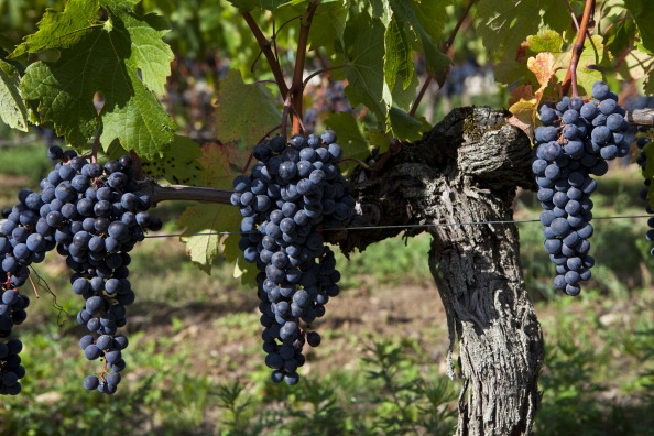 Las heladas de la primavera afectaron los viñedos franceses