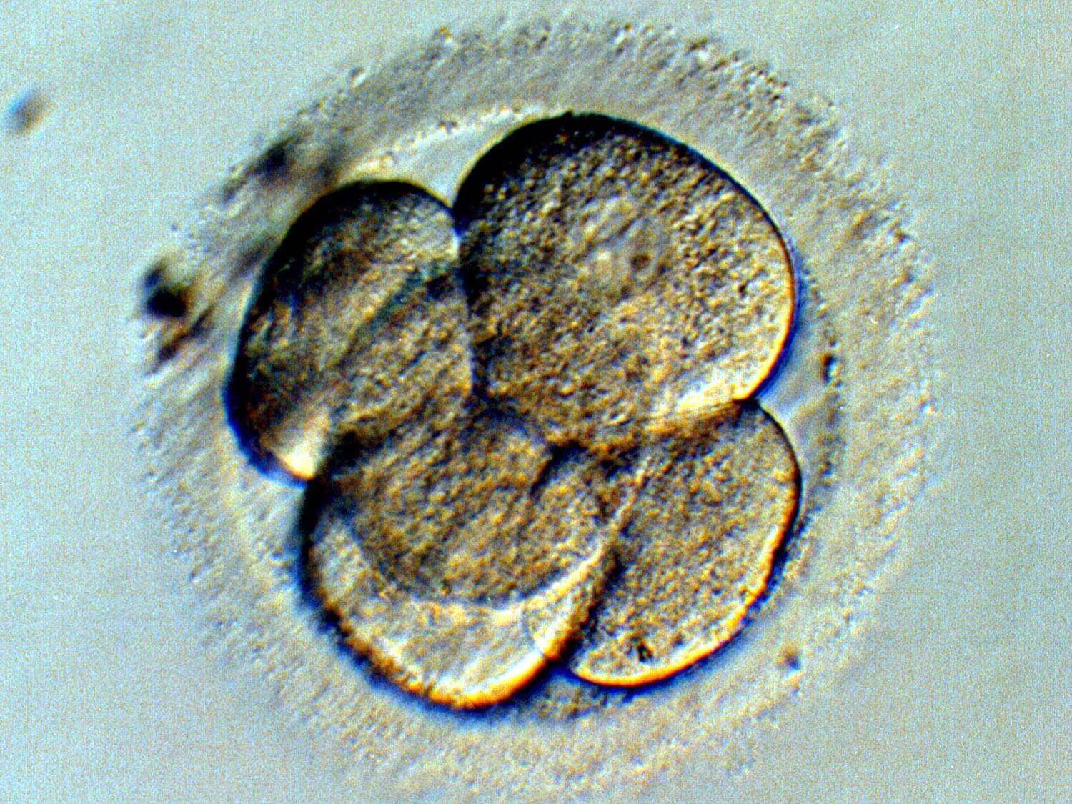 Un embrión no es una persona, afirma biólogo de la UNAM