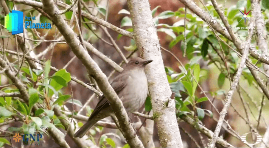Yigüirro, ave nacional de Costa Rica 