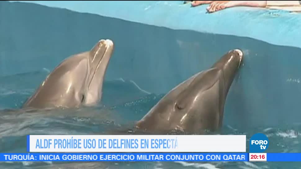 ALDF Prohíbe Uso Delfines Espectáculos Terapias