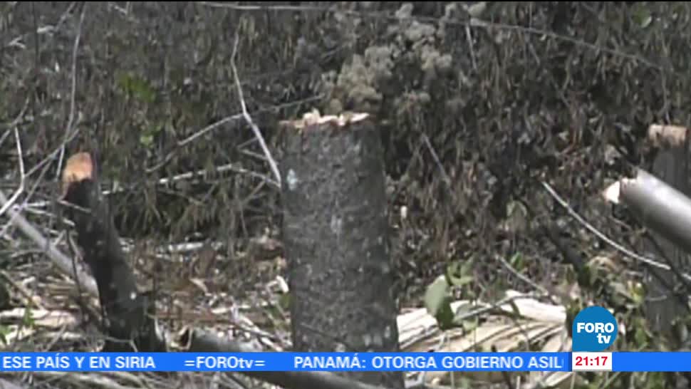 Tala ilegal amenaza selvas y bosques de Campeche