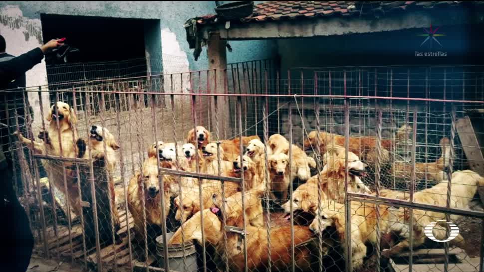 Rescatan 38 perros criadero clandestino CDMX