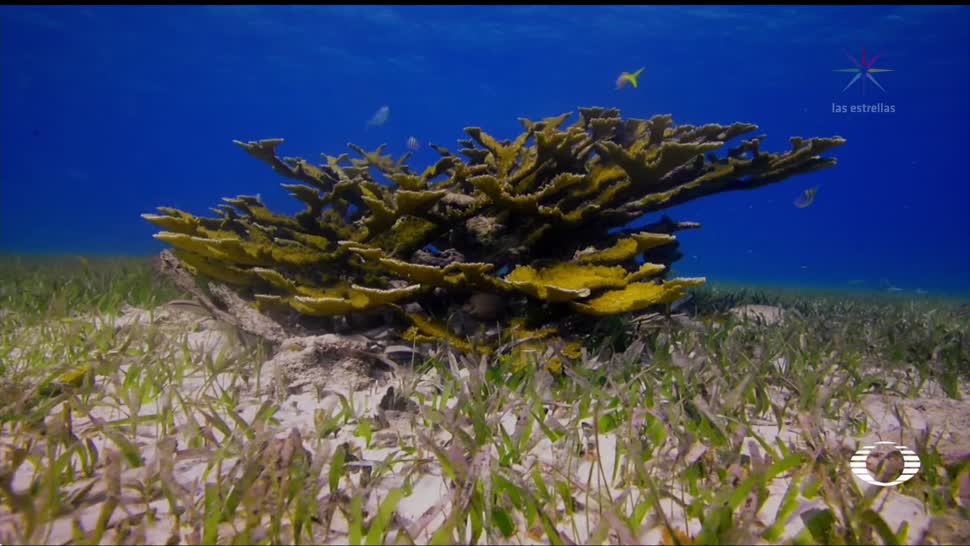 El inicio de vida de coral