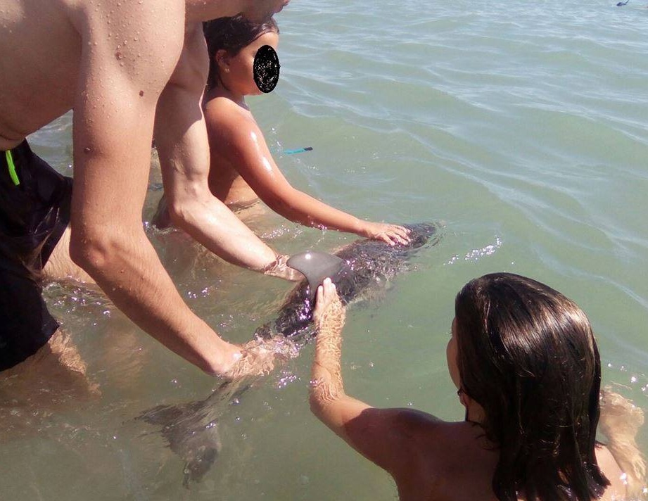 Muere bebé delfín al ser fotografiado y abrazado por turistas en España