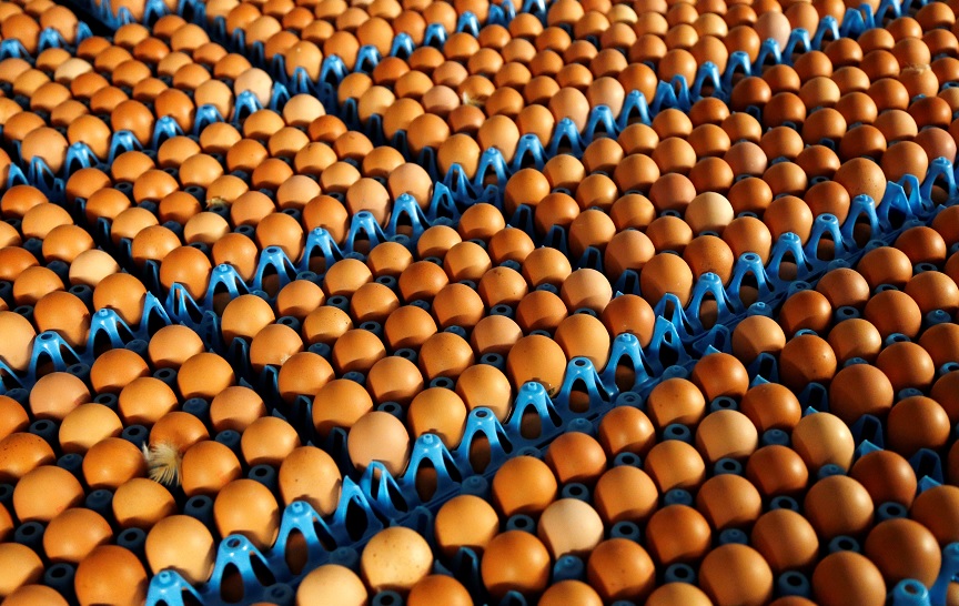 Bélgica acusa a Holanda de falta de transparencia en crisis de huevos contaminados