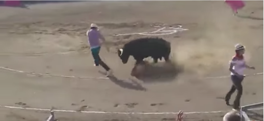 Video, Activista, Ruedo, Lo embiste un toro
