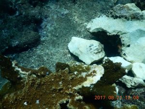 Causa buque ‘Antares’ severo dano en Arrecife Tuxpan