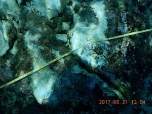 Causa buque ‘Antares’ severo dano en el sistema arrecifal Lobos-Tuxpan. (Profepa)Causa buque ‘Antares’ severo daño en Arrecife Tuxpan
