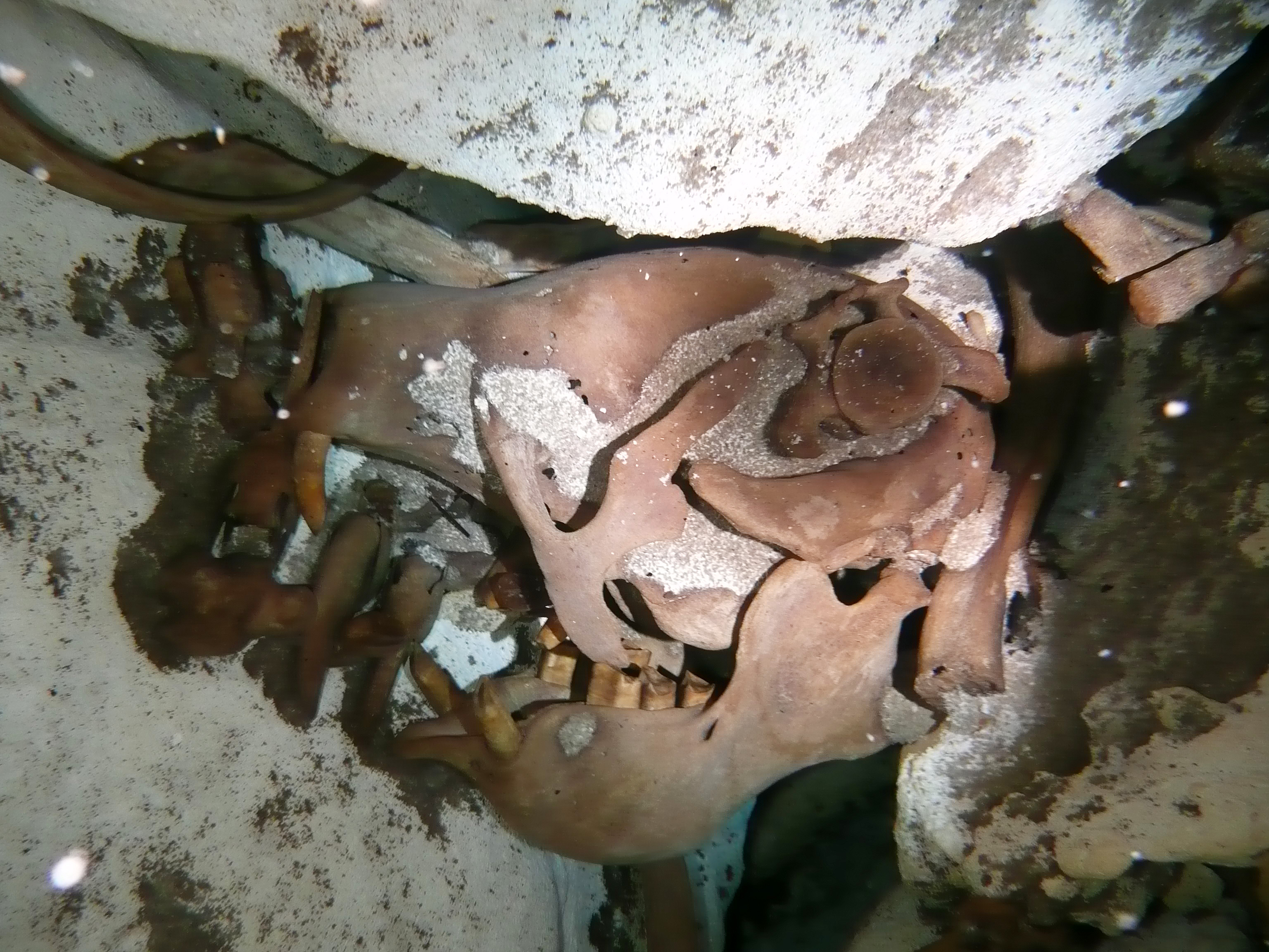 Cráneo de perezoso gigante recuperado de un cenote en Quintana Roo