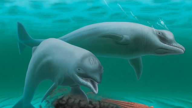Descubren antigua especie delfin enano bigote y dientes