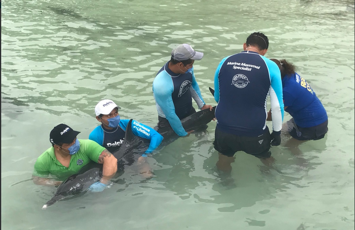 Rescatan a delfín varado en costas de Yucatán
