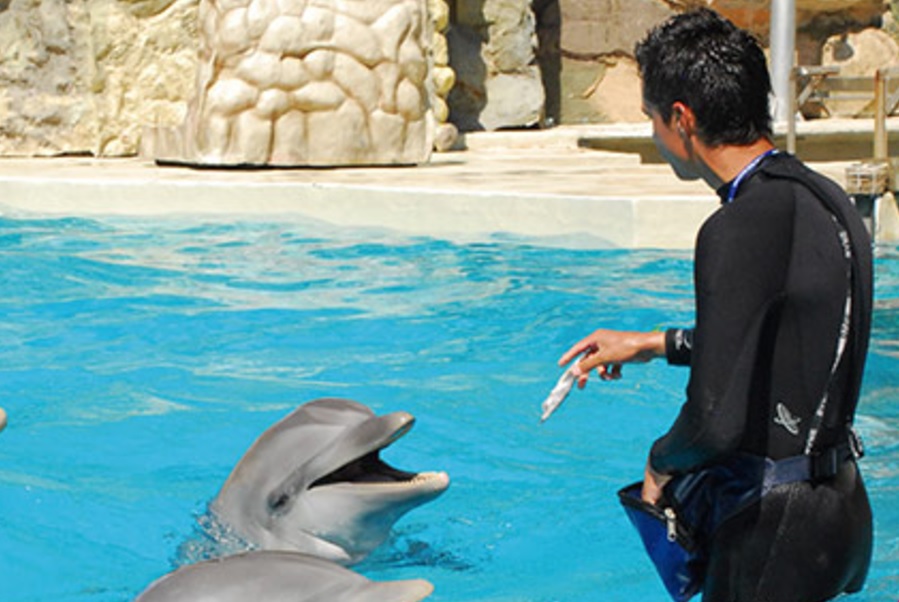 Asamblea Legislativa prohíbe espectáculos terapia delfines