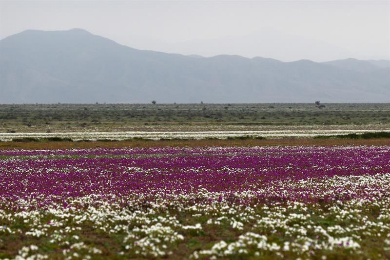 Galería: Lluvia convierte desierto de Atacama en un jardín lleno de flores