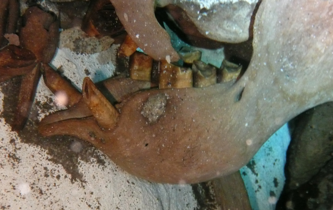 Detalle de la mandíbula del perezoso gigante de Quintana Roo 