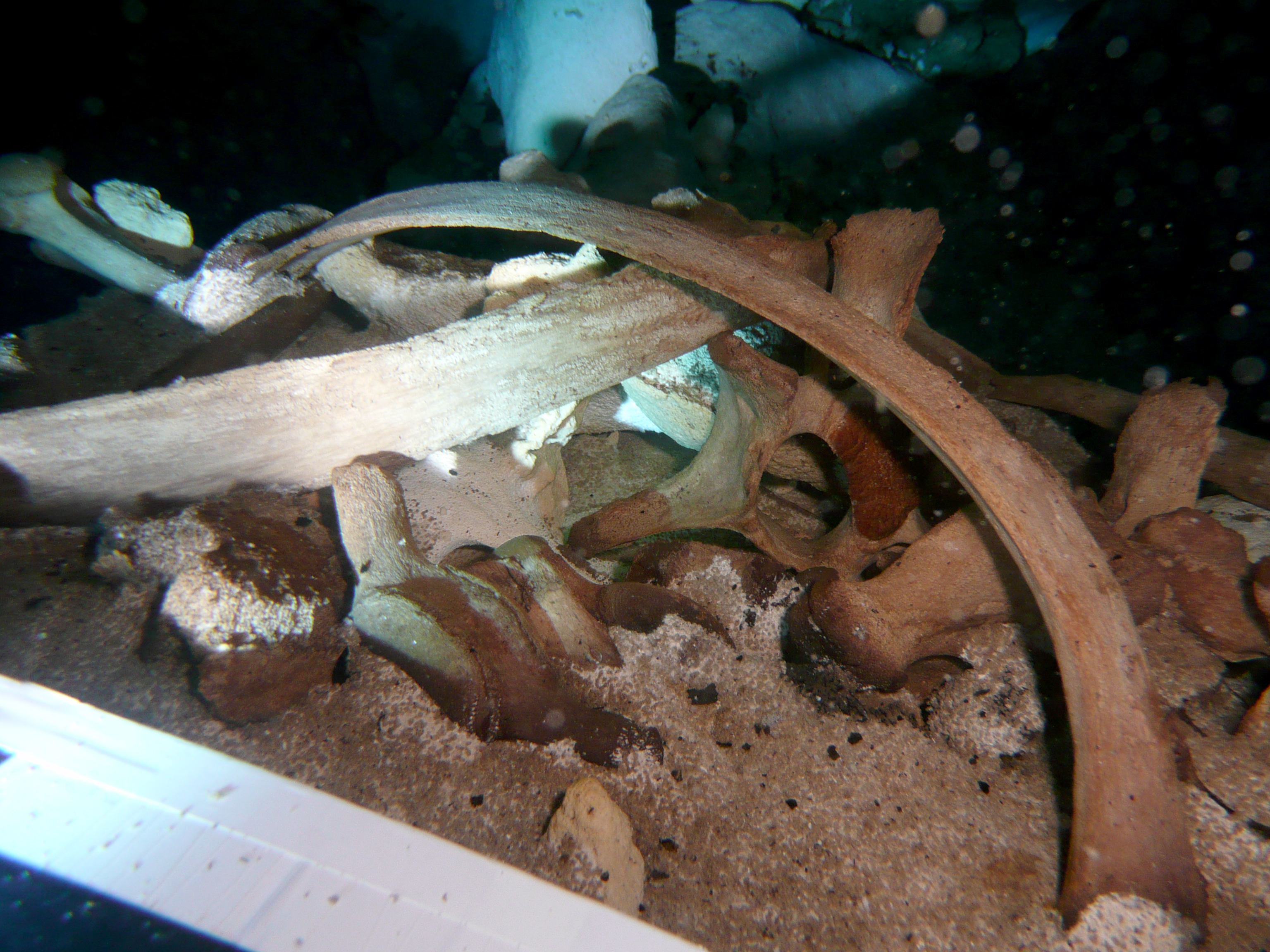 Esqueleto de perezoso gigante descubierto en Quintana Roo 