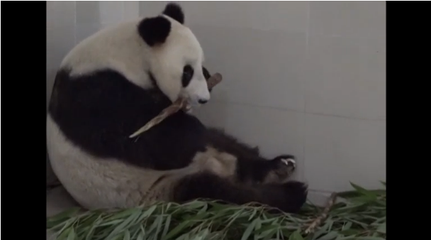 Haizi, la mamá panda más longeva