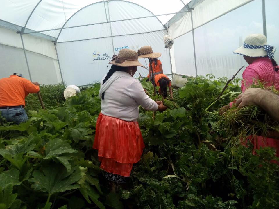 Invernadero donde los mazahuas cultivan sus alimentos