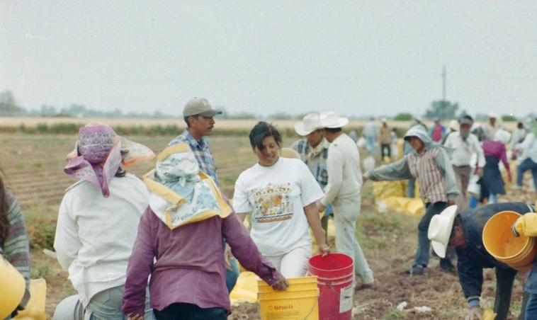 Jornaleros en sonora cultivan papas en huatabampo