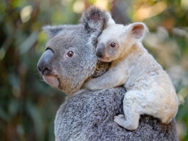 Nace koala blanca en un zoológico de Australia