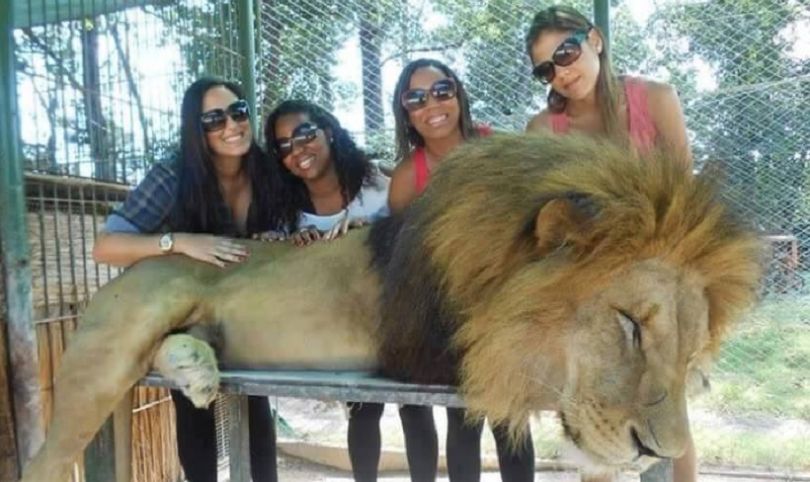 leones drogados zoologico