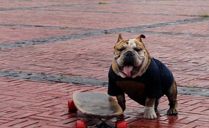 Realizarán tercera carrera Gordotón Bulldogs en Ciudad Universitaria