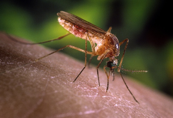 Incremento de dengue deja dos muertos en Sonora