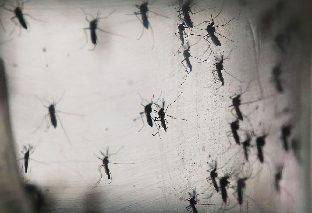 Disminuyen casos de dengue en Sonora