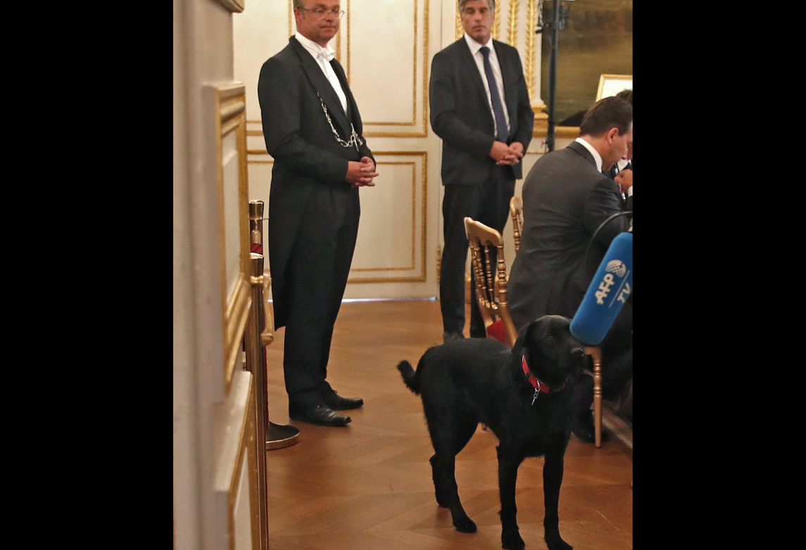 Nemo, el nuevo perro del presidente de Francia