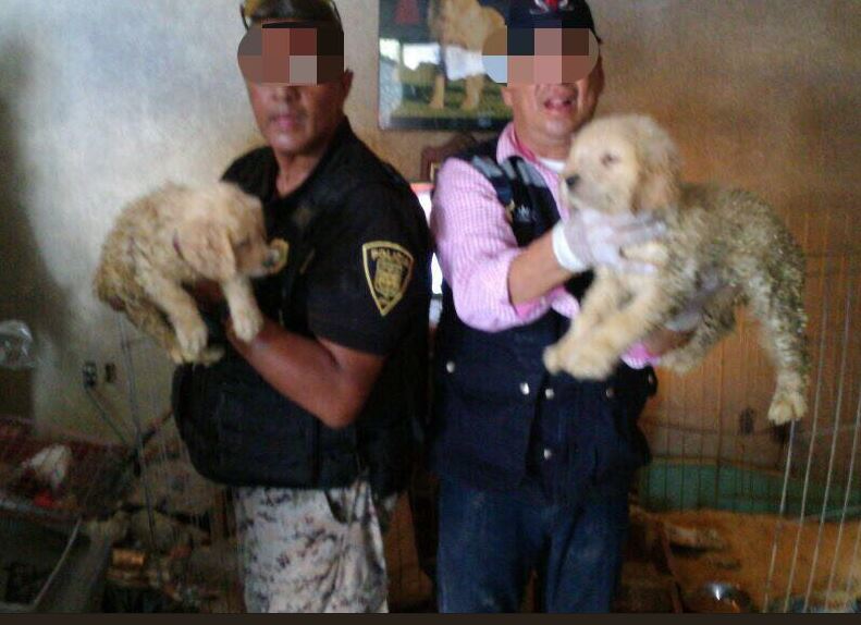 Aseguran criadero clandestino de perros en Iztapalapa